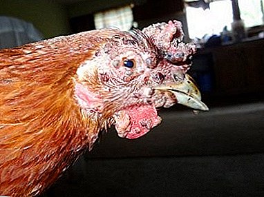 कोंबडीची चोंदडी किती धोकादायक आहे आणि रोगाने आपल्या पक्ष्यांना त्रास दिला तर काय करावे?
