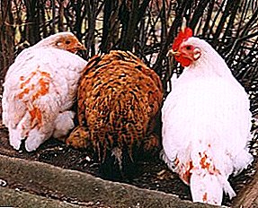 Que perigoso é a posta de ovos nas galiñas e como gardar as aves da morte?