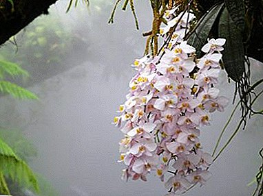 Kini o jẹ awọ labalaba Pink ti o ni ọkàn awọn olutọju Flower Flower ati bi o ṣe le ṣe itọju Shalaller's phalaenopsis?