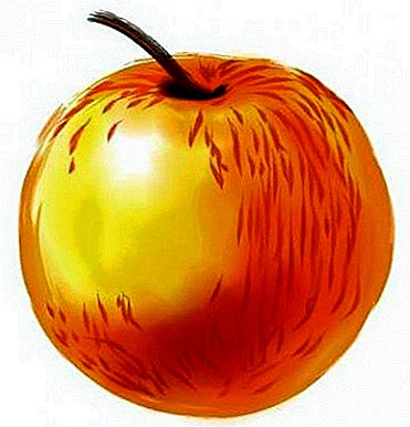 וואָס זענען די באַרימט apples פון סאָלנצעדאַר? נוציק אינפֿאָרמאַציע פֿאַר גאַרדנערז