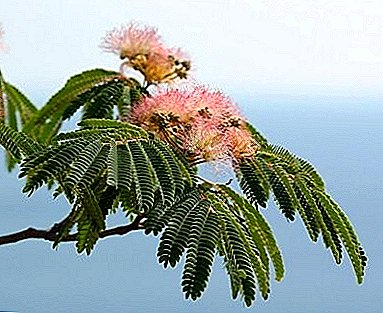 Çfarë është unik për Lenkoran Acacia ose Silk Albizia?