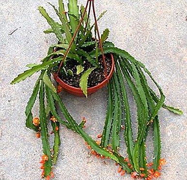 Kaktus bil-qoxra - Lepismium Cruciform
