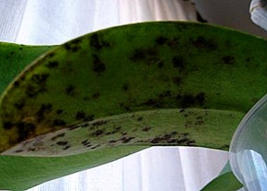 Што да направите ако орхидејата има точки на ливчиња и лисја? Опис со фотографии, причини и начини на справување