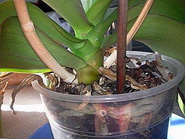 Kodi muyenera kuchita chiyani ngati orchid yauma tsinde? Zomwe zimayambitsa, zotsatira ndi njira zozipewa.