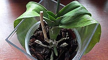 Nanga bwanji ngati orchid ikufa? Zonse zokhudza chipulumutso ndi zomwe zingayambitse matenda a maluwa