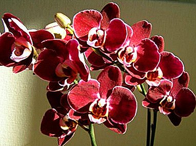 Yini okufanele uyenze lapho i-orchid ikhishwe i-spike spike? Imiyalo yokunakekelwa ngesinyathelo ngesinyathelo