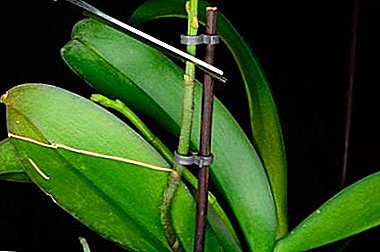 Што да направите со стрелата кога орхидејата исчезнала? Препораки за режење на стеблото после падот на пупката
