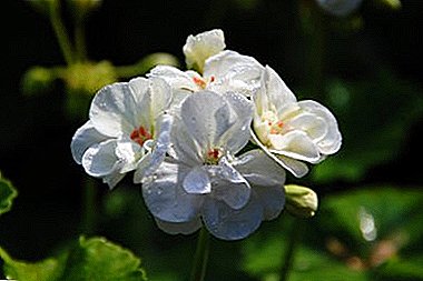 Што треба да знаете за бели гераниуми? Сите за најпознатите цвет: опис, слика и преглед на сорти, одгледување