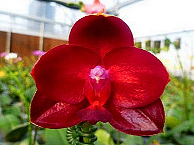Yini okumele ikwazi mayelana nama-orchids e-burgundy? Umlando wokuzalanisa, izinhlobo, izithombe zabo nezincomo zokunakekelwa