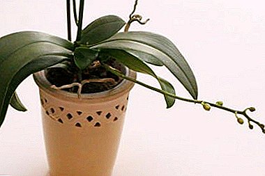 Que é o pedúnculo da orquídea, como distinguilo da raíz e dos nenos? Os matices da atención durante a formación de xemas