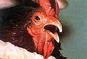 Que é a laringotraqueite infecciosa do pollo e pode curarse?