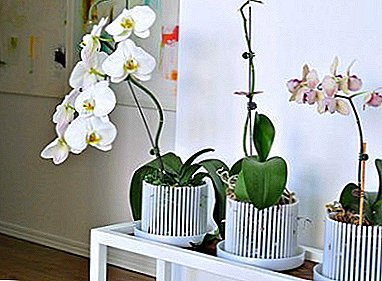 Kini awọn ikoko fun orchids, kilode ti wọn nilo, bawo ni lati yan ati ṣe ara wọn?