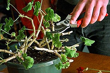 Šta je obrezivanje geranijuma za bujno cvetanje i kako to učiniti kako treba? Osnovna pravila za formiranje grma
