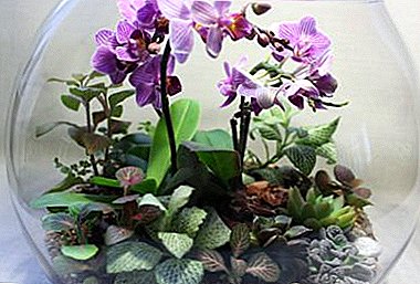 Çfarë është një orkide në një shishe? Metoda e pazakontë e luleve në rritje në shishe
