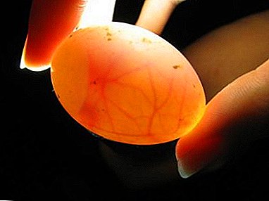 რა არის ovoscopy ქათმის კვერცხები და როგორ სწორად ჩაატაროს ეს?