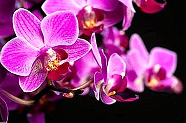 Ki sa ki se yon Orchid woz, ki jan li gade nan foto a ak ki sa yo karakteristik sa yo nan plante, plant, ak tou pran swen pou yo?