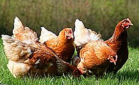Çfarë lloj kokcidiozë sëmundjeje në pulat? Simptomat e saj, trajtimi dhe parandalimi