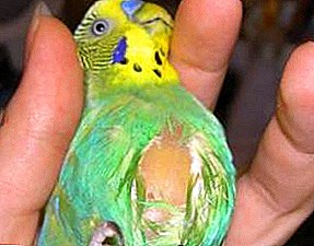Каква болест е воспаление на зглоб во птица и како да се третира?