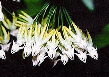 Pragtige blom "Hoya Multiflora"