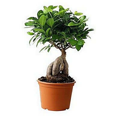 Dara miracle in your house - ficus "Ginseng"
