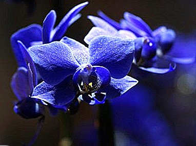 Miracle of nature or work of skilled hands? Kabeh babagan orchid biru lan biru