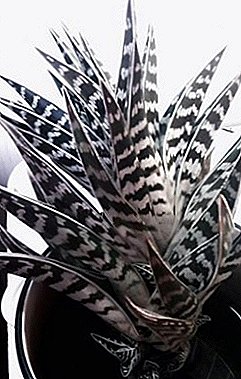 Planta milagrosa Aloe abigarrada (tigre)