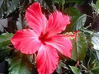 شکوفه Hibiscus - نتیجه مراقبت مناسب