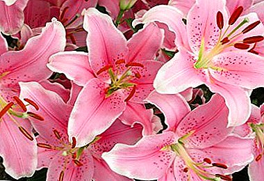 Blooming eze ifuru - Lilies na gị na saịtị