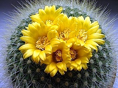 Awọn ododo Pacti cactus, bi kekere oorun lori ẹsẹ