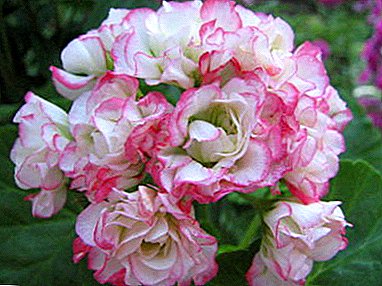 Princess Flower - Pelargonium Clara San ka pai koe ki te ataahua, me te kakara
