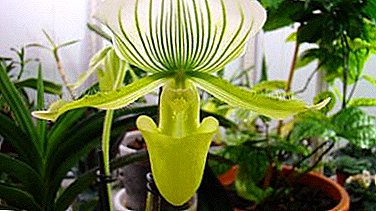 Flower кудайы - аялдын Slipper Orchid
