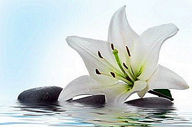 Foto nke Virgin Mary - Ụlọ White Lily