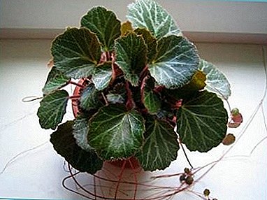 Kamnelomka flè chanm: plante ak swen, foto ak enfòmasyon itil pou jardinage