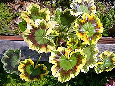 Edertasun sinestezina lore - pelargonium variegated! Landaketa eta zainketa ezaugarriak
