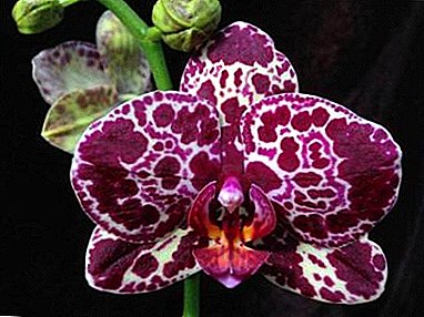 Kembang kalawan warna anu dawam - Orchid Wild ucing. Katerangan, poto tutuwuhan, fitur jaga