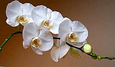 Orchid peduncle: e bonahala joang, e hōla halelele hakae, ke hobane'ng ha e sa lokolloe?