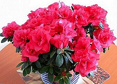 Blooming Azalea - un magnífico buque nunha vasija de flores!