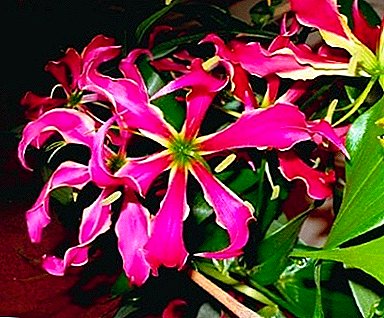 گل چند ساله با غده سمی "گلوریوسا": عکس و مراقبت در منزل