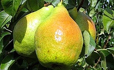 O le maualuga o le itu i sasae o le Eastern Eastern-hybrid - pear "Novema"