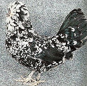 نژاد تزئینی با تاریخ غنی - Goudan مرغ