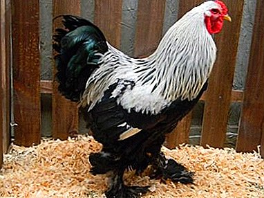 Hens hiasan tina breed endog jeung daging Black brama