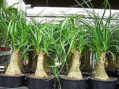 Pandekorasyon halaman Nolin (Bulgarian, bote puno): larawan, pag-aalaga sa bahay, transplanting, sakit at mga peste