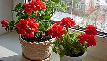 ទំព័រដើម floriculture: របៀបដើម្បីដុះលូតលាស់ geranium, ប្រសិនបើអ្នកថែទាំវាឱ្យបានត្រឹមត្រូវ?