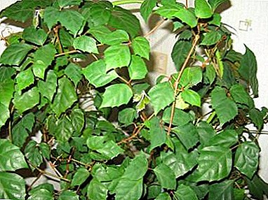 Houseplant "Birch" (Roitsissus): fikarakarana ao an-trano, sary, ny tombony sy ny fanimbana ny voninkazo ao anaty trano
