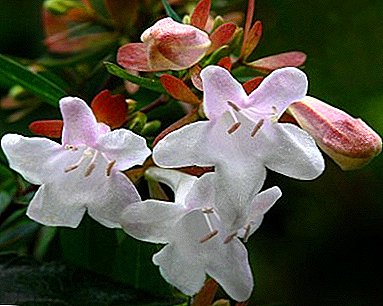 Hejma versio de la floranta heĝo - granda floro Abelia