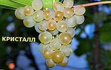 Kalampusan sa Hungarian nga mga tigpasanay - grape variety "Crystal"