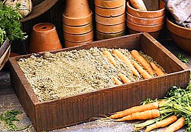 Cara anu langkung saé pikeun nyimpen wortel di sawdust. Parentah nu lengkep, pro jeung kontra ngeunaan téknologi