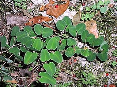 आधुनिक सजावटमा एक पुरातन पौधे - पेलेल्या राउण्ड-लेभेड: फोटो र वर्णन