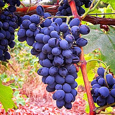 A antiga variedade de uva georgiana "Saperavi"