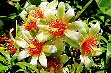 Cactus Gymnocalicium antiquis fiscina frondis ovi - "Pereskia ': domi cura, photo types